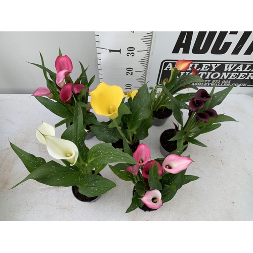 101 - SIX MIXED COLOURS ZANTEDESCHIA CALLA LILLIES IN P10 POTS APPROX 40CM IN HEIGHT PLUS VAT TO BE SOLD F... 