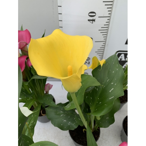 101 - SIX MIXED COLOURS ZANTEDESCHIA CALLA LILLIES IN P10 POTS APPROX 40CM IN HEIGHT PLUS VAT TO BE SOLD F... 