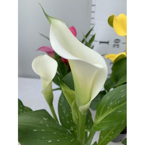 101 - SIX MIXED COLOURS ZANTEDESCHIA CALLA LILLIES IN P10 POTS APPROX 40CM IN HEIGHT PLUS VAT TO BE SOLD F... 