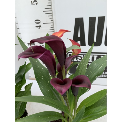 101 - SIX MIXED COLOURS ZANTEDESCHIA CALLA LILLIES IN P10 POTS APPROX 40CM IN HEIGHT PLUS VAT TO BE SOLD F... 