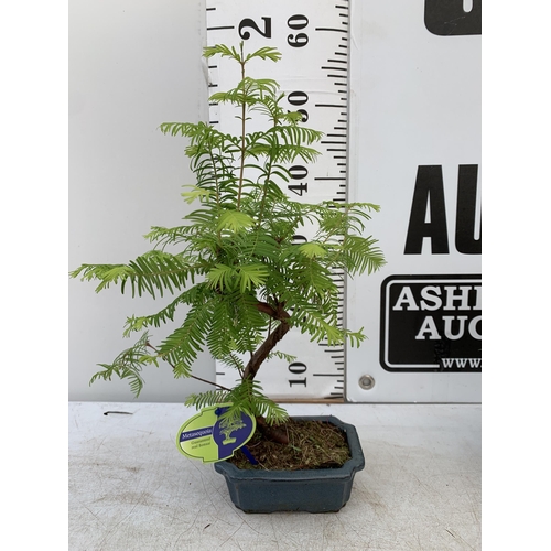 107 - TWO OUTDOOR BONSAI TREES IN CERAMIC POTS. ONE ILEX AND ONE METASEQUOIA APPROX 35-50CM IN HEIGHT PLUS... 