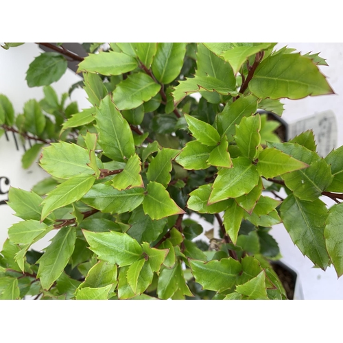 154 - TWO ILEX AQUIFOLIUM HOLLY 'BLUE PRINCE' IN 2 LTR POTS APPROX 60CM IN HEIGHT PLUS VAT TO BE SOLD FOR ... 