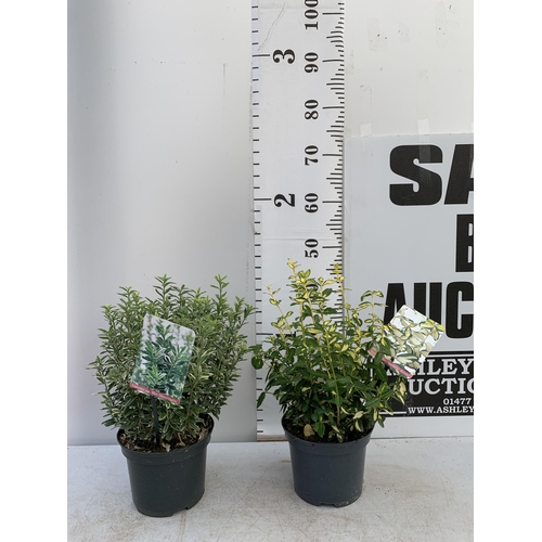 158 - TWO EUONYMOUS JAPONICA 'MICR ALBOVARIEGATUS' AND FORTUNA 'INTERBOLWI BLONDY'' IN 2 LTR POTS APPROX 4... 