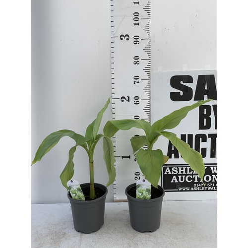 48 - THREE MUSA BASJOO BANANA PLANTS IN 2 LTR POTS 60CM TALL TO BE SOLD FOR THE THREE NO VAT