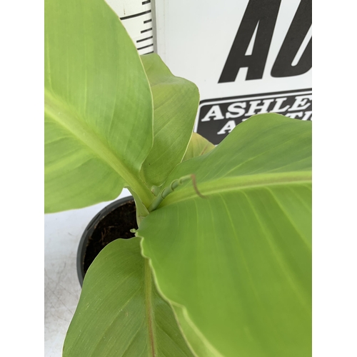 48 - THREE MUSA BASJOO BANANA PLANTS IN 2 LTR POTS 60CM TALL TO BE SOLD FOR THE THREE NO VAT