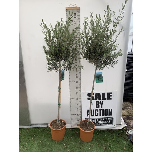 1 - TWO LARGE ITALIAN OLIVE STANDARD TREES OVER 2 METRES IN HEIGHT IN 9 LTR POTS NO VAT TO BE SOLD FOR T... 