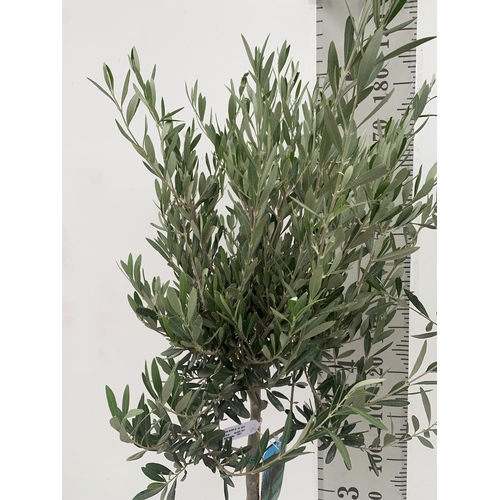 1 - TWO LARGE ITALIAN OLIVE STANDARD TREES OVER 2 METRES IN HEIGHT IN 9 LTR POTS NO VAT TO BE SOLD FOR T... 