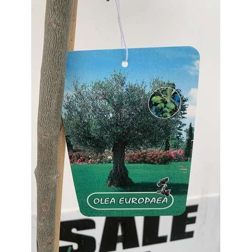 1 - TWO LARGE ITALIAN OLIVE STANDARD TREES OVER 2 METRES IN HEIGHT IN 9 LTR POTS NO VAT TO BE SOLD FOR T... 