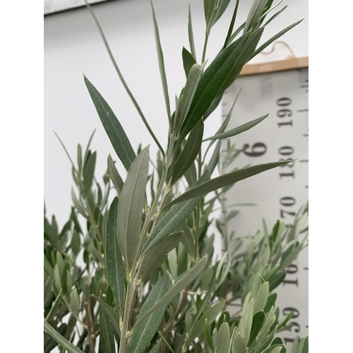 1 - TWO LARGE ITALIAN OLIVE STANDARD TREES OVER 2 METRES IN HEIGHT IN 9 LTR POTS NO VAT TO BE SOLD FOR T... 