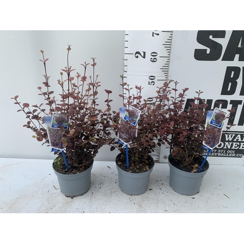 10 - THREE LOPHOMYRTUS RALPHII NEW ZEALAND MYRTLE  'BLACK PEARL' IN 2 LTR POTS HEIGHT APPROX 50CM, TO BE ... 