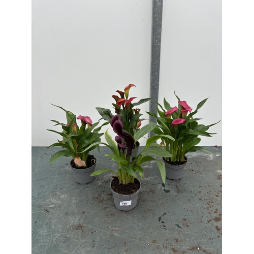 106 - FOUR MIXED COLOURS ZANTEDESCHIA CALLA LILLIES IN P10 POTS APPROX 40CM IN HEIGHT PLUS VAT TO BE SOLD ... 