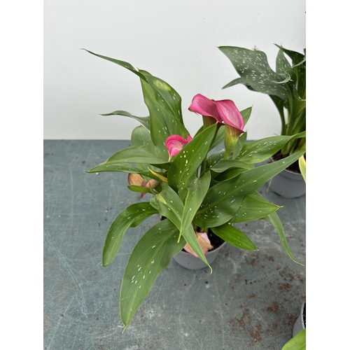 106 - FOUR MIXED COLOURS ZANTEDESCHIA CALLA LILLIES IN P10 POTS APPROX 40CM IN HEIGHT PLUS VAT TO BE SOLD ... 