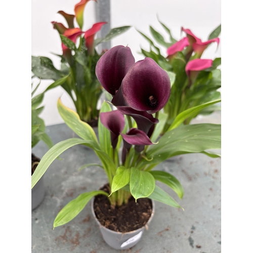 106 - FOUR MIXED COLOURS ZANTEDESCHIA CALLA LILLIES IN P10 POTS APPROX 40CM IN HEIGHT PLUS VAT TO BE SOLD ... 