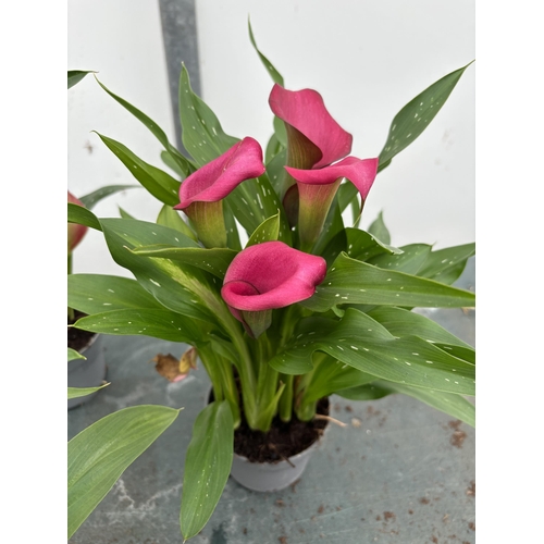 106 - FOUR MIXED COLOURS ZANTEDESCHIA CALLA LILLIES IN P10 POTS APPROX 40CM IN HEIGHT PLUS VAT TO BE SOLD ... 