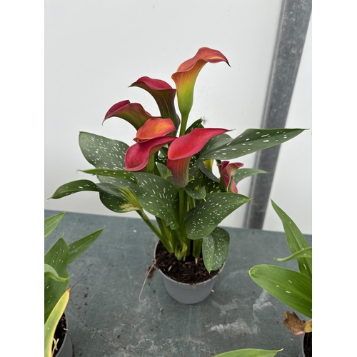 106 - FOUR MIXED COLOURS ZANTEDESCHIA CALLA LILLIES IN P10 POTS APPROX 40CM IN HEIGHT PLUS VAT TO BE SOLD ... 