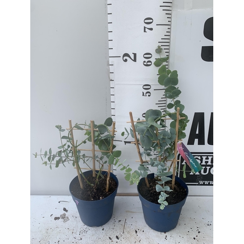 11 - TWO EUCALYPTUS CINEREA 'SILVER DOLLAR' ON A FRAME IN 2 LITRE POTS  APPROX 45CM IN HEIGHT WITH CARDS ... 