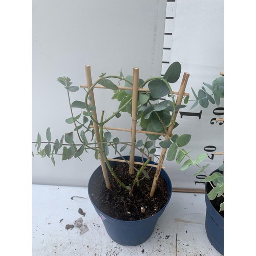 11 - TWO EUCALYPTUS CINEREA 'SILVER DOLLAR' ON A FRAME IN 2 LITRE POTS  APPROX 45CM IN HEIGHT WITH CARDS ... 