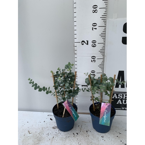 12 - TWO EUCALYPTUS CINEREA 'SILVER DOLLAR' ON A FRAME IN 2 LITRE POTS  APPROX 45CM IN HEIGHT WITH CARDS ... 