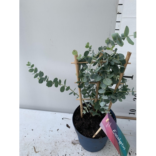 12 - TWO EUCALYPTUS CINEREA 'SILVER DOLLAR' ON A FRAME IN 2 LITRE POTS  APPROX 45CM IN HEIGHT WITH CARDS ... 