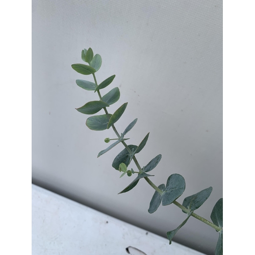 12 - TWO EUCALYPTUS CINEREA 'SILVER DOLLAR' ON A FRAME IN 2 LITRE POTS  APPROX 45CM IN HEIGHT WITH CARDS ... 