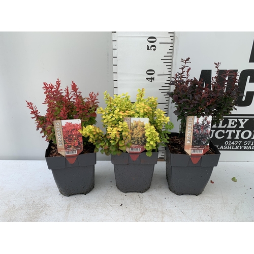 13 - THREE ASSORTED BERBERIS THUNBERGII IN 2 LTR POTS PLUS VAT APPROX 30CM- 50CM IN HEIGHT TO BE SOLD FOR... 