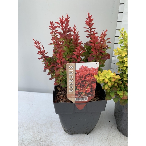 13 - THREE ASSORTED BERBERIS THUNBERGII IN 2 LTR POTS PLUS VAT APPROX 30CM- 50CM IN HEIGHT TO BE SOLD FOR... 