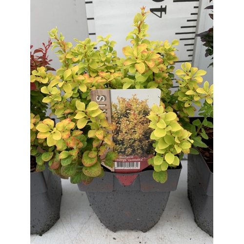 13 - THREE ASSORTED BERBERIS THUNBERGII IN 2 LTR POTS PLUS VAT APPROX 30CM- 50CM IN HEIGHT TO BE SOLD FOR... 