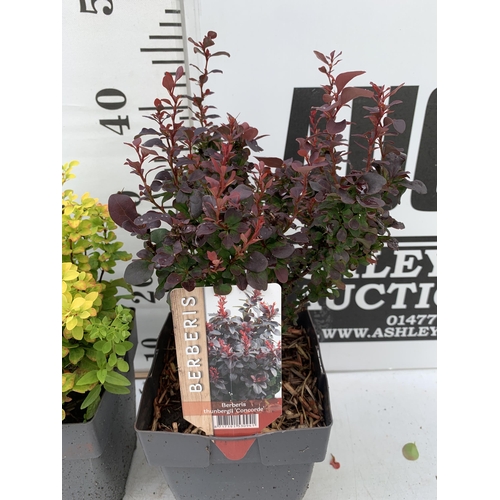 13 - THREE ASSORTED BERBERIS THUNBERGII IN 2 LTR POTS PLUS VAT APPROX 30CM- 50CM IN HEIGHT TO BE SOLD FOR... 