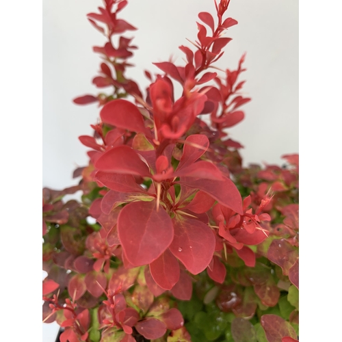 13 - THREE ASSORTED BERBERIS THUNBERGII IN 2 LTR POTS PLUS VAT APPROX 30CM- 50CM IN HEIGHT TO BE SOLD FOR... 