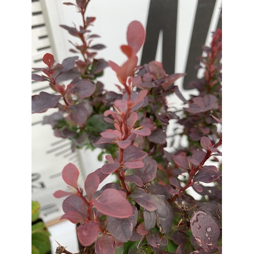 13 - THREE ASSORTED BERBERIS THUNBERGII IN 2 LTR POTS PLUS VAT APPROX 30CM- 50CM IN HEIGHT TO BE SOLD FOR... 