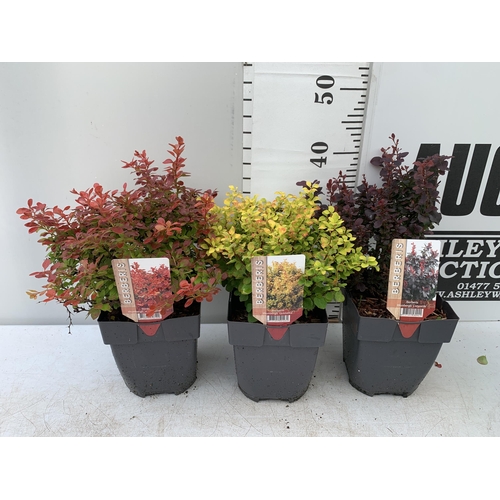 14 - THREE ASSORTED BERBERIS THUNBERGII IN 2 LTR POTS PLUS VAT APPROX 30CM- 50CM IN HEIGHT TO BE SOLD FOR... 