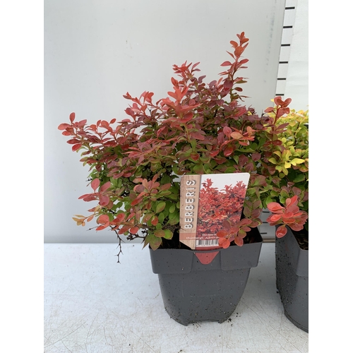 14 - THREE ASSORTED BERBERIS THUNBERGII IN 2 LTR POTS PLUS VAT APPROX 30CM- 50CM IN HEIGHT TO BE SOLD FOR... 