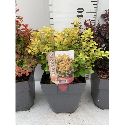 14 - THREE ASSORTED BERBERIS THUNBERGII IN 2 LTR POTS PLUS VAT APPROX 30CM- 50CM IN HEIGHT TO BE SOLD FOR... 