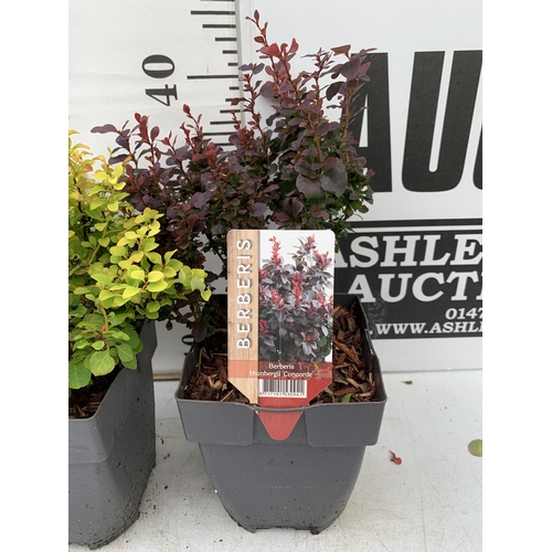 14 - THREE ASSORTED BERBERIS THUNBERGII IN 2 LTR POTS PLUS VAT APPROX 30CM- 50CM IN HEIGHT TO BE SOLD FOR... 