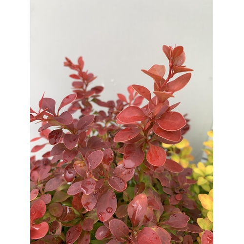 14 - THREE ASSORTED BERBERIS THUNBERGII IN 2 LTR POTS PLUS VAT APPROX 30CM- 50CM IN HEIGHT TO BE SOLD FOR... 