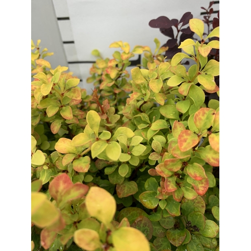 14 - THREE ASSORTED BERBERIS THUNBERGII IN 2 LTR POTS PLUS VAT APPROX 30CM- 50CM IN HEIGHT TO BE SOLD FOR... 