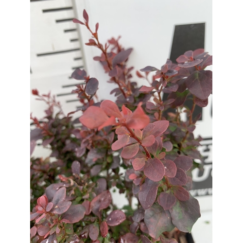 14 - THREE ASSORTED BERBERIS THUNBERGII IN 2 LTR POTS PLUS VAT APPROX 30CM- 50CM IN HEIGHT TO BE SOLD FOR... 