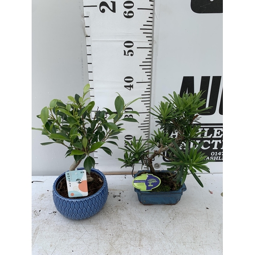 15 - TWO BONSAI TREES IN CERAMIC POTS APPROX 30-40CM PLUS VAT TO BE SOLD FOR THE TWO