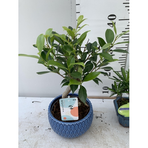 15 - TWO BONSAI TREES IN CERAMIC POTS APPROX 30-40CM PLUS VAT TO BE SOLD FOR THE TWO