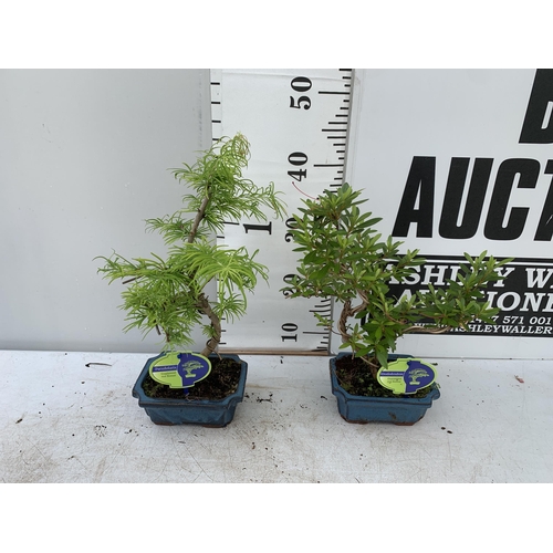 16 - TWO BONSAI TREES IN CERAMIC POTS APPROX 30-40CM PLUS VAT TO BE SOLD FOR THE TWO