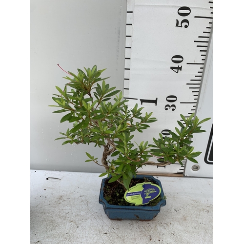 16 - TWO BONSAI TREES IN CERAMIC POTS APPROX 30-40CM PLUS VAT TO BE SOLD FOR THE TWO