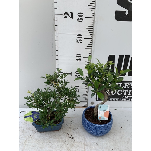 17 - TWO BONSAI TREES IN CERAMIC POTS APPROX 30-40CM PLUS VAT TO BE SOLD FOR THE TWO