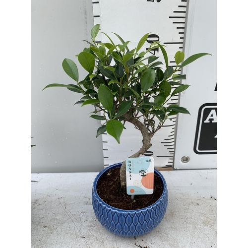 17 - TWO BONSAI TREES IN CERAMIC POTS APPROX 30-40CM PLUS VAT TO BE SOLD FOR THE TWO