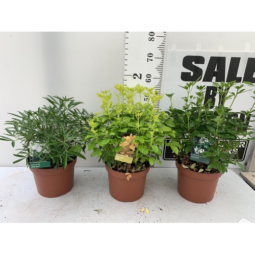 18 - THREE ASSORTED CHOISYA TERNATA IN 5 LITRE POTS APPROX HEIGHT 55CM PLUS VAT TO BE SOLD FOR THE TWO