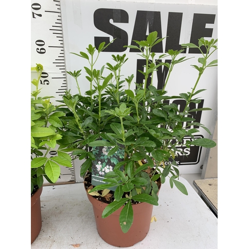 18 - THREE ASSORTED CHOISYA TERNATA IN 5 LITRE POTS APPROX HEIGHT 55CM PLUS VAT TO BE SOLD FOR THE TWO