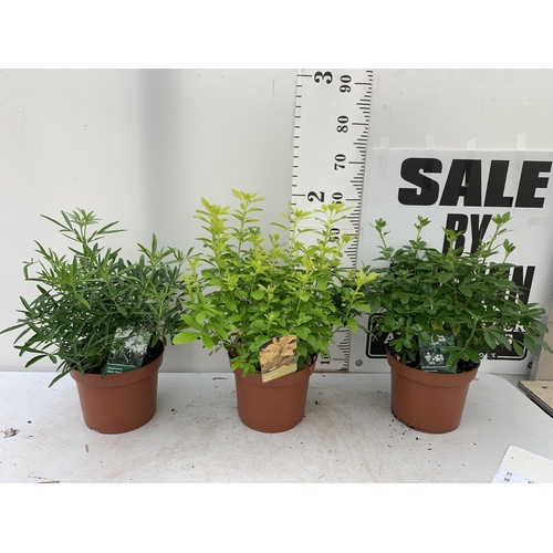 19 - THREE ASSORTED CHOISYA TERNATA IN 5 LITRE POTS APPROX HEIGHT 55CM PLUS VAT TO BE SOLD FOR THE TWO