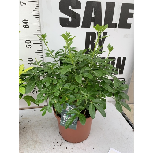 19 - THREE ASSORTED CHOISYA TERNATA IN 5 LITRE POTS APPROX HEIGHT 55CM PLUS VAT TO BE SOLD FOR THE TWO