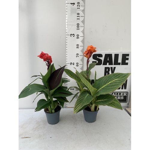 2 - TWO EXCLUSIVE VARIETY LARGE CANNA APPROX 80CM IN HEIGHT IN 2 LTR POTS PLUS VAT TO BE SOLD FOR THE TW... 