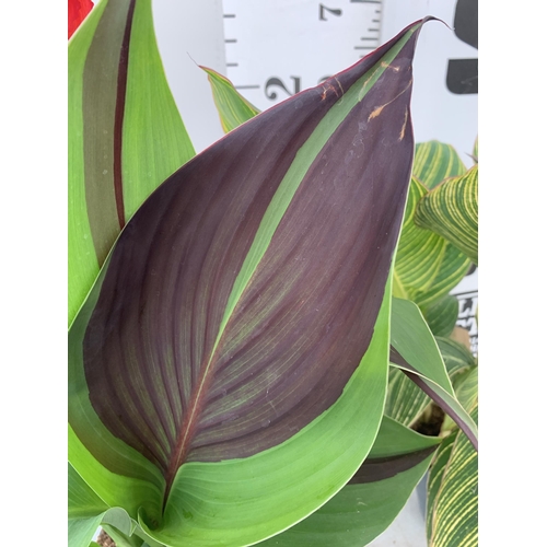 2 - TWO EXCLUSIVE VARIETY LARGE CANNA APPROX 80CM IN HEIGHT IN 2 LTR POTS PLUS VAT TO BE SOLD FOR THE TW... 