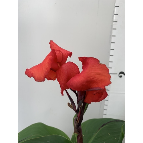 2 - TWO EXCLUSIVE VARIETY LARGE CANNA APPROX 80CM IN HEIGHT IN 2 LTR POTS PLUS VAT TO BE SOLD FOR THE TW... 